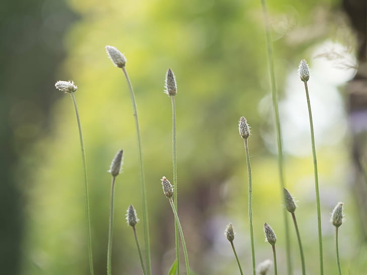 green grass, quiet, moment, Blume, Sommer, plant, summer, bokeh, HD wallpaper