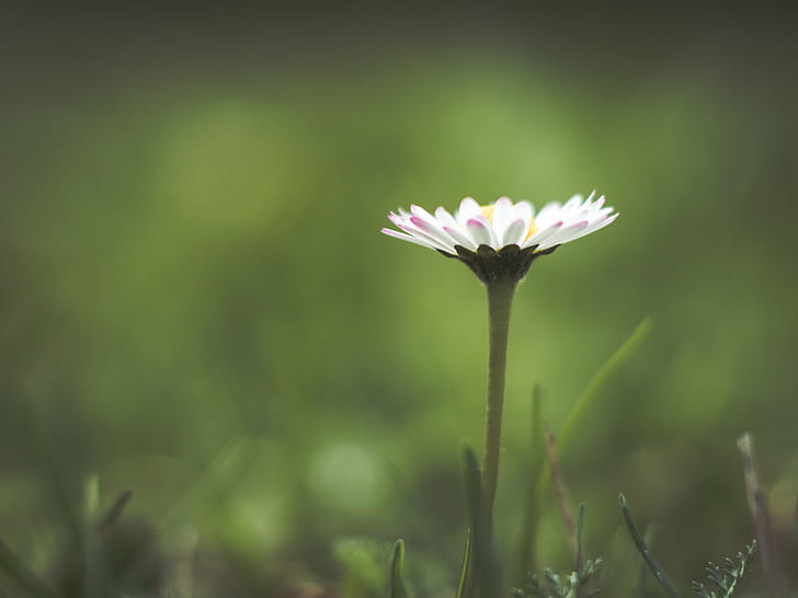 white daisy close-up photo during daytime, available light, flower, HD wallpaper