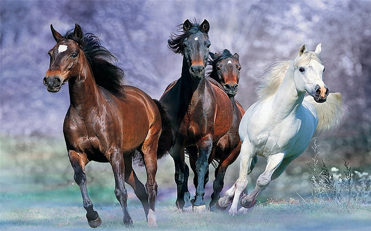 HD wallpaper: Galloping Horse Desktop Background Images Widescreen,  domestic | Wallpaper Flare