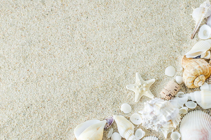 Seashells Wallpapers  Top Free Seashells Backgrounds  WallpaperAccess