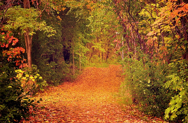 autumn, forest, trees, foliage