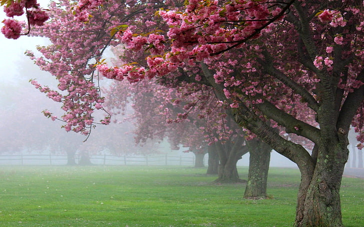 pink cherry blossom trees, nature, landscape, cherry trees, mist