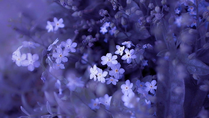 lilac, purple, violet, flower, floral, spring, plant, flowers, HD wallpaper