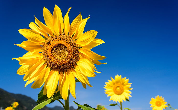 Sunflowers, Blue Sky, sunflower, Seasons, Summer, Nature, Macro, HD wallpaper