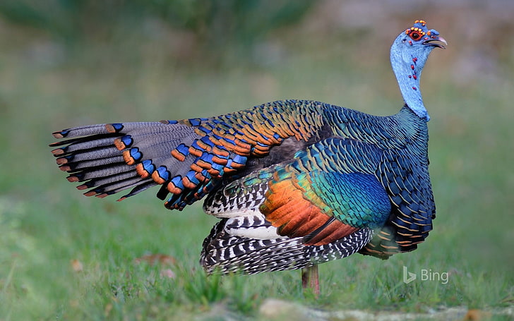 An ocellated turkey in Guatemala-2016 Bing Desktop.., animal themes, HD wallpaper