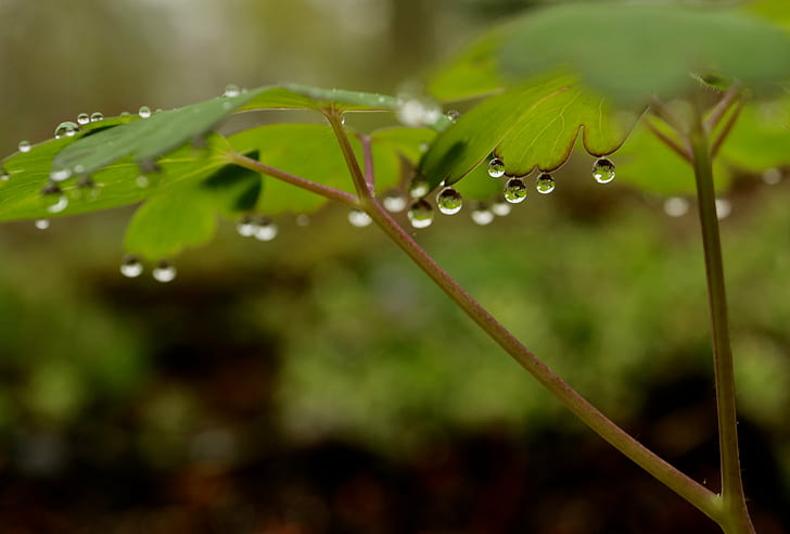 water droplets on green leaf closeup photography, color, macro, HD wallpaper