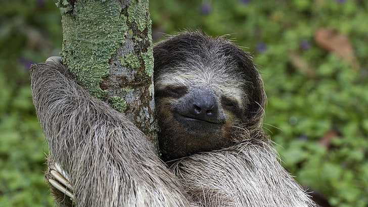 Animal, Sloth, Smile