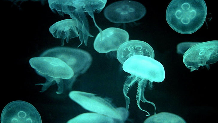 jellyfish, cnidaria, marine invertebrates, organism, marine biology, HD wallpaper