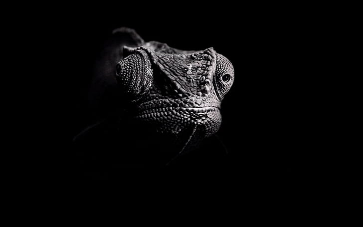 dark, chameleons, eyes, photography, wildlife, HD wallpaper