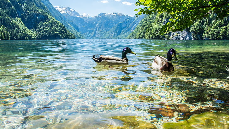crystal clear, national park, berchtesgaden national park, mallard ducks, HD wallpaper