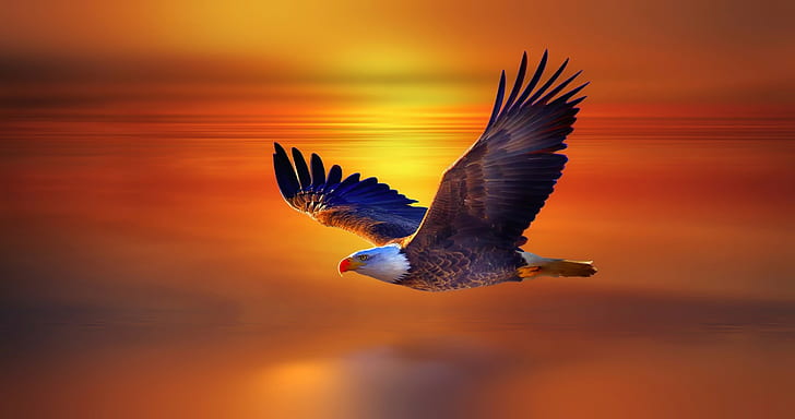 eagle, HD wallpaper