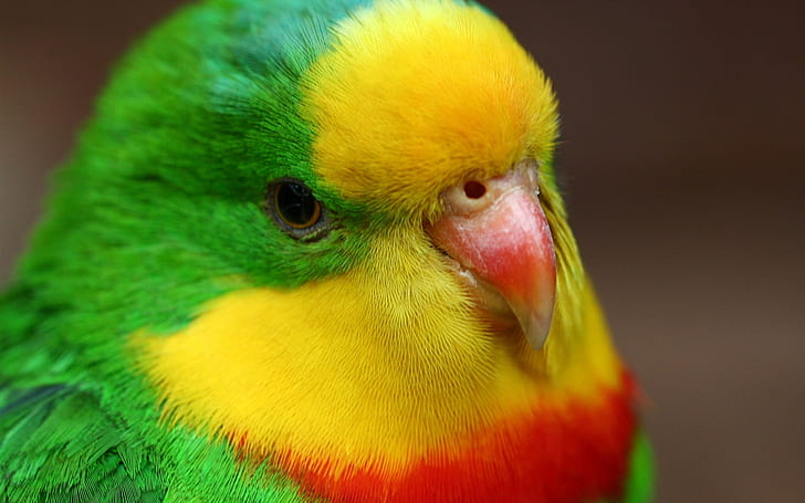 Cute parrot close-up, green yellow red feathers, lovebird