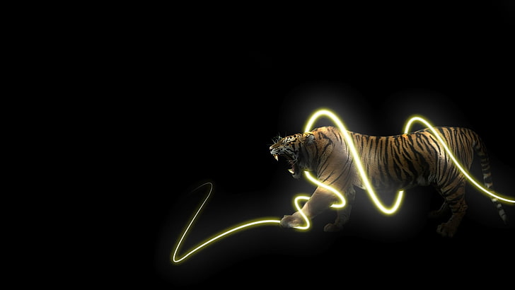black and brown horse head, animals, light trails, tiger, black background, HD wallpaper