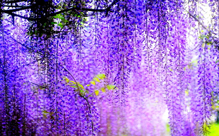 purple petal flower, trees, flowers, blur, flowering, bunches, HD wallpaper