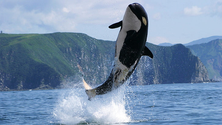 animales, ballena, orca, salto, animal themes, water, animal wildlife, HD wallpaper