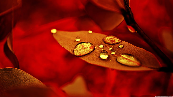 red leaf, brown leaf painting, nature, macro, water drops, leaves