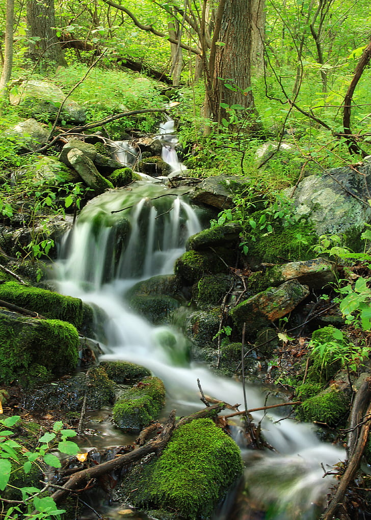 time lapse photography of flowing water between trees, falling spring, falling spring