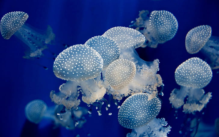 Underwater Jellyfish Ocean Sea Wide, fishes, HD wallpaper