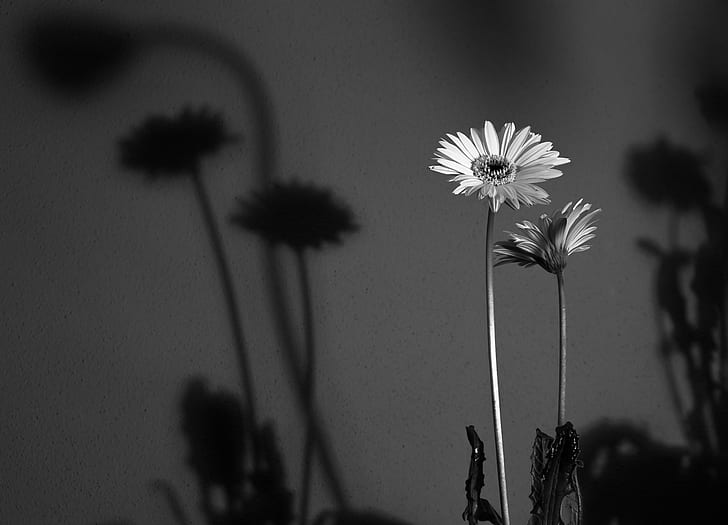 two white flowers photo, gerbera, gerbera, monotone, fuji, x-e1, HD wallpaper