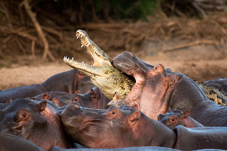 Hippopotamus Photos, Download The BEST Free Hippopotamus Stock Photos & HD  Images