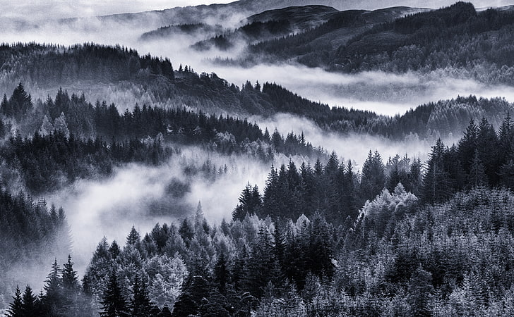 Early Morning Mist, Forest, grayscale photo of forest, Black and White, HD wallpaper