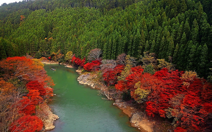 red petaled flowers, fall, river, forest, Japan, green, leaves, HD wallpaper