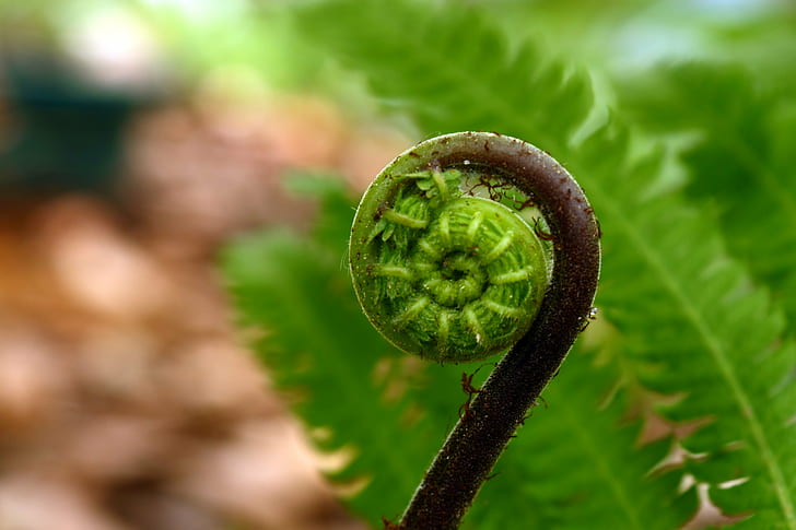 close up shot of fern plant, IMG, Geometry, Fibonacci Spiral, HD wallpaper