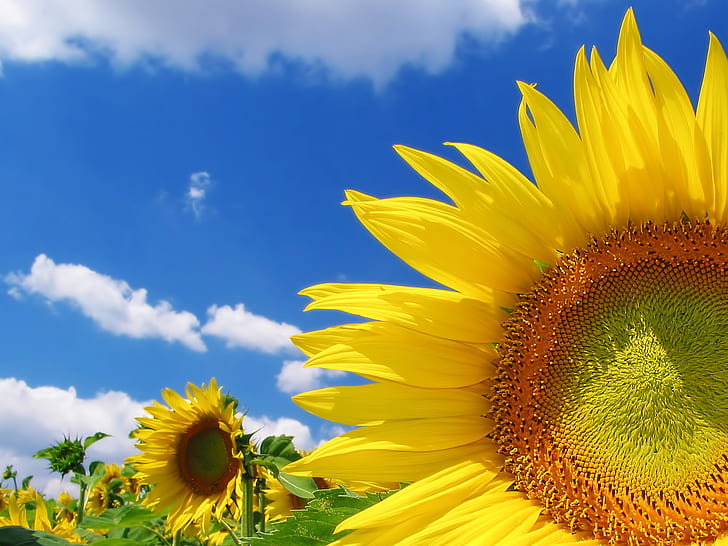 High Quality Sunflower HD, sunflower field, flowers