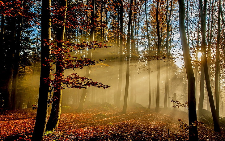 nature, landscape, sun rays, forest, fall, leaves, mist, sunlight