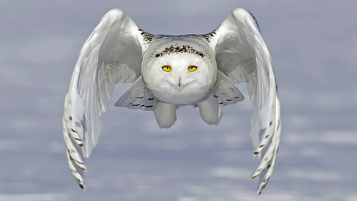 owl, bubo scandiacus, snowy owl, fly, bird of prey, wildlife, HD wallpaper