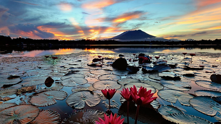red water lily flower, view of lotus flowers at the lake through mountain