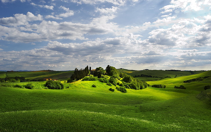green field, meadow, hill, лесок, light, eminence, summer, HD wallpaper