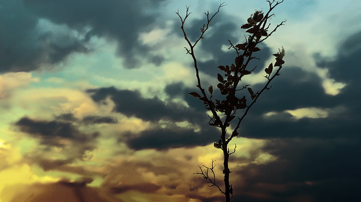 artwork, digital art, effects, branch, sky, plant, cloud - sky