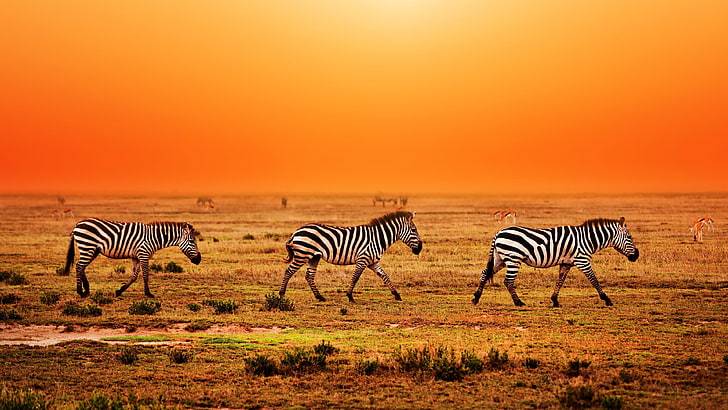 herd, orange sunset, serengeti national park, tanzania, grass, HD wallpaper