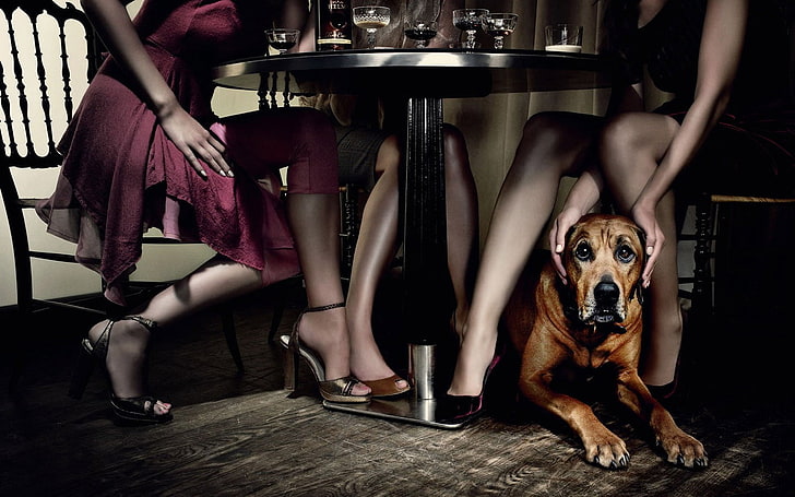 adult brown great dane, humor, dog, women, table, legs, dress, HD wallpaper