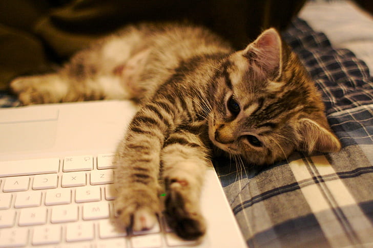 brown tabby kitten lying near the white laptop, Fact, MacBook, HD wallpaper