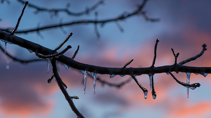 branch, twig, tree, ice, frozen, winter, 8k uhd, melting, frost, HD wallpaper