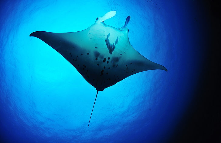 fish underwater manta ray rays Animals Fish HD Art, HD wallpaper