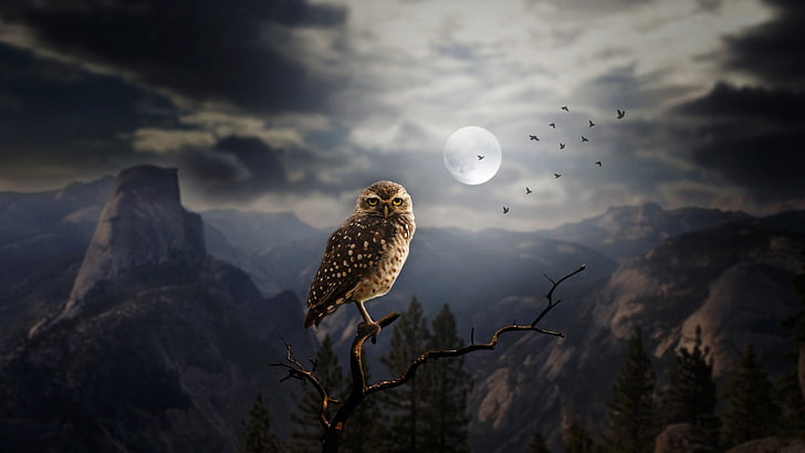 full moon, owl, sky, night, fantasy art, mountain, cloud, moonlight, HD wallpaper