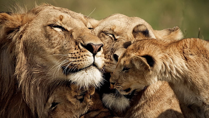lion, lioness and cub, caring, tender, sweet, lion - Feline, undomesticated Cat