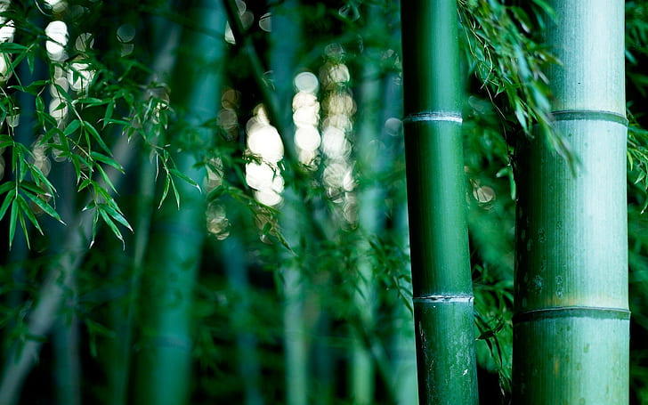 Bamboo Forest, Bokeh, Green, Nature, HD wallpaper