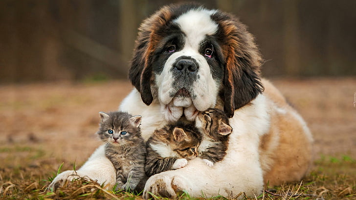 dog, cats, kitty, cute, st. bernard, saint bernard, HD wallpaper