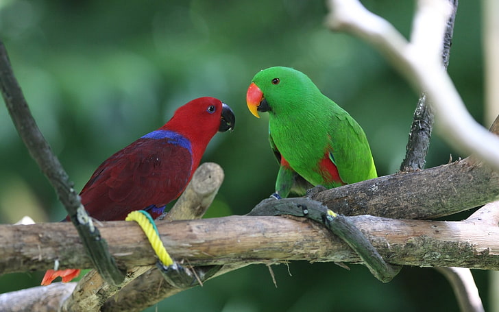 red and green lovebirds, parrots, pair, animal, nature, wildlife, HD wallpaper