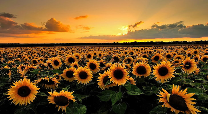 Sunflowers, sunflower field, Nature, Landscape, Summer, beauty in nature, HD wallpaper