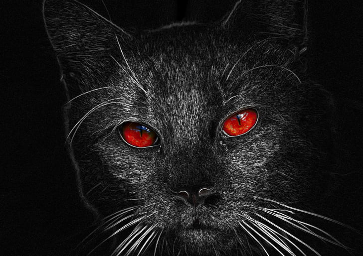 black cat illustration, Boo, photoshop, domestic Cat, pets, animal, HD wallpaper