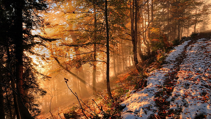 early snow, forest, sunlight, woodland, hillside, autumn