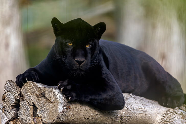 HD wallpaper: Cats, Black Panther, Big Cat, Wildlife ...