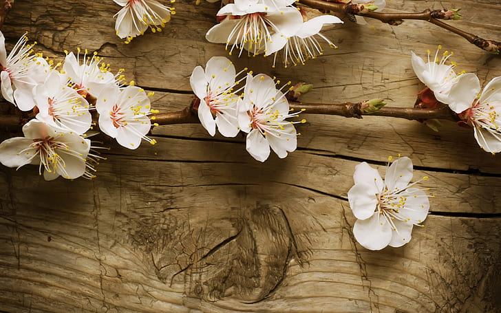 Flower Cherry Blossom Blossom Wood HD, nature, HD wallpaper