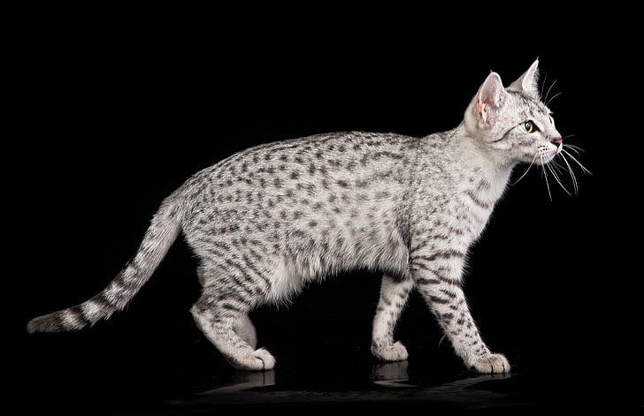 silver tabby cat, egyptian mau, color, spotted, animal, domestic Cat