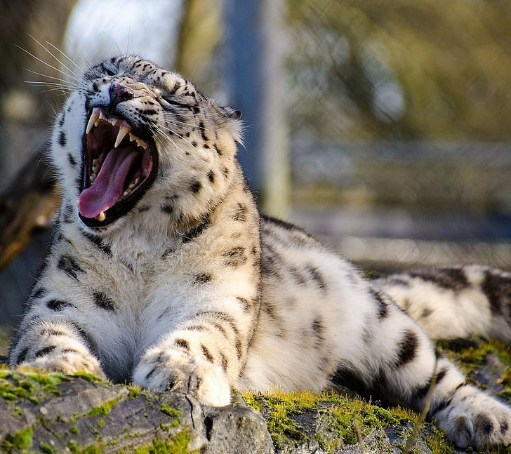 animals, open mouth, leopard (animal)
